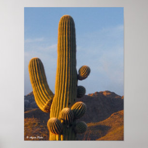 Póster Sunlit Desert Saguaro