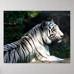 Poster Sunlit do tigre