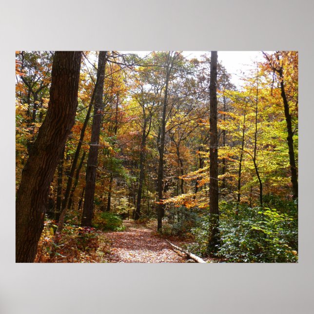 Poster Sunlit Fall Trail no Parque Estadual de Laurel Hil (Frente)