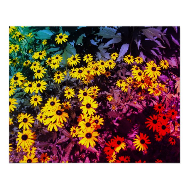 Póster Sunlit Meadow (Frente)