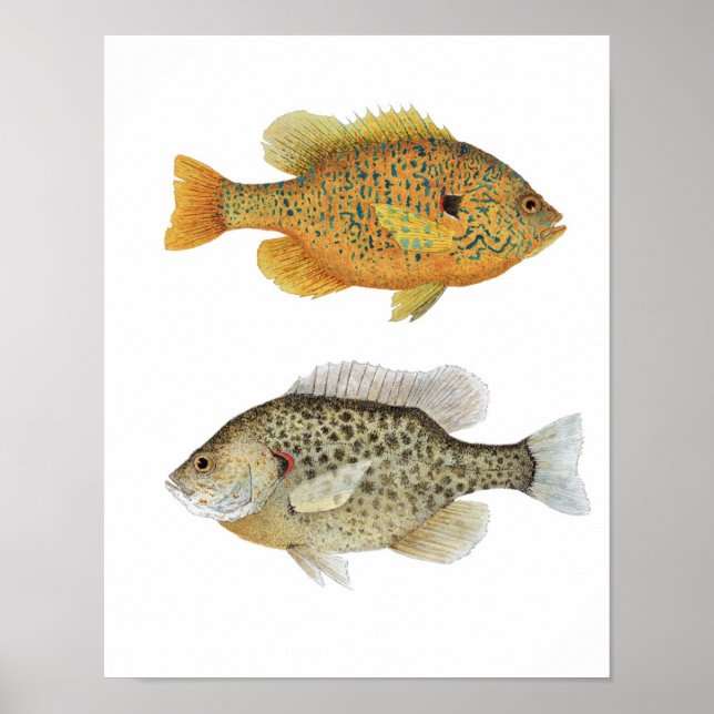 Póster Sunnies (Frente)