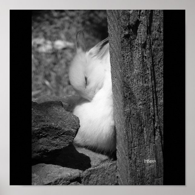 Poster Sunny Bunny (Frente)