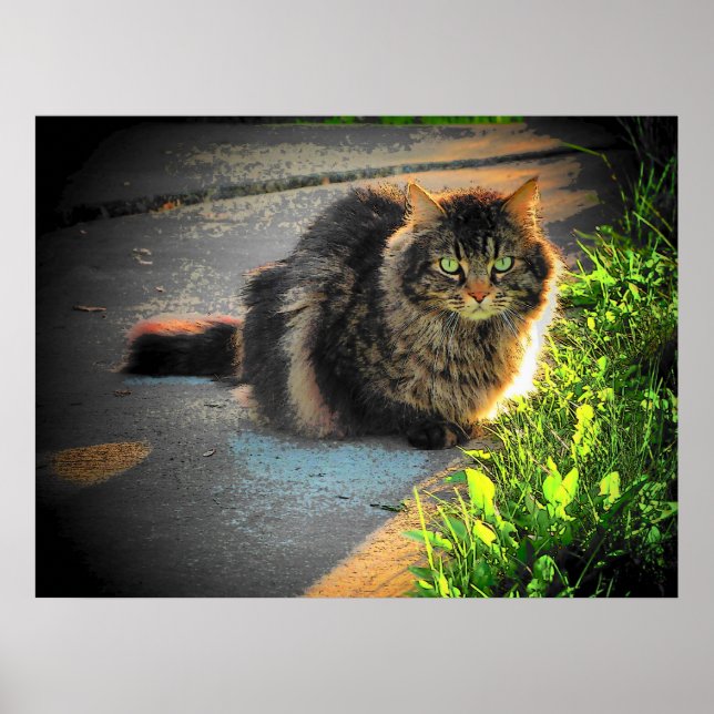 Póster Sunny e Cold Grumpy Angel Cat por djoneill (Frente)