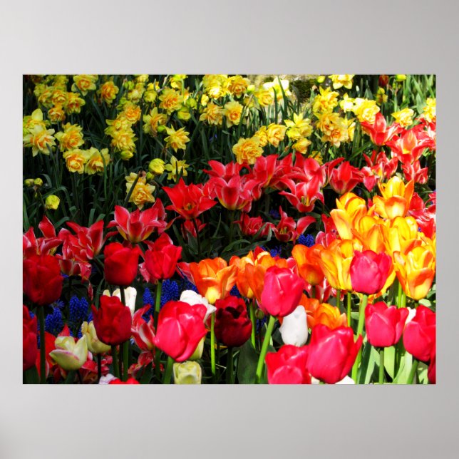 Póster Sunny Garden (Frente)