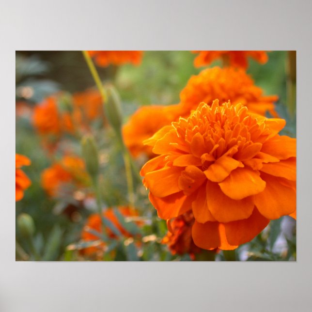 Poster Sunny Marigold (Frente)
