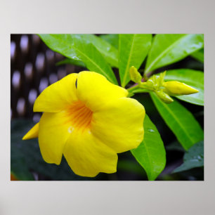 Poster Sunny Yellow Mandevilla