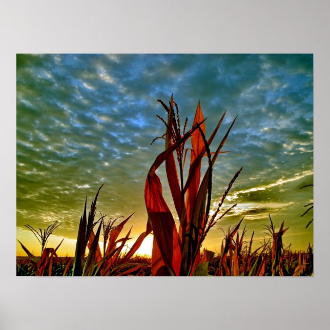 Poster Sunrise em Cornfield (Frente)