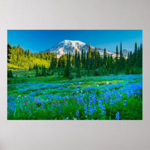 Poster Sunrise Lupine e Monte Rainer