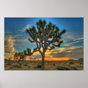 Poster Sunrise No Parque Nacional Joshua Tree