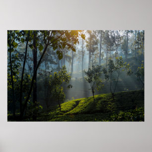 Poster Sunrise Sobre Maskeliya: Sri Lanka Plantação de Ch