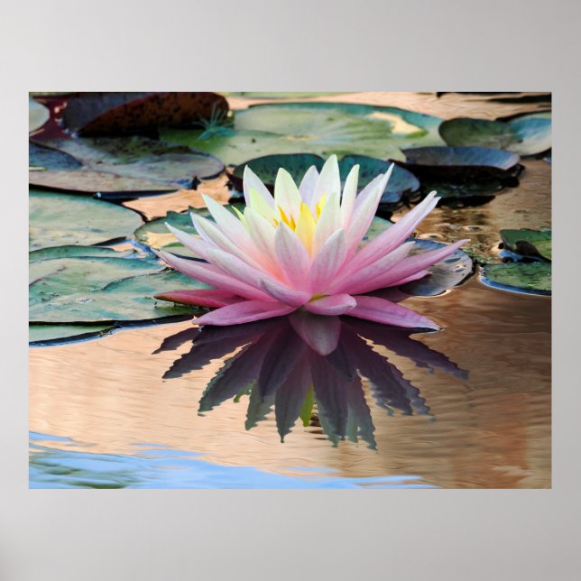 Poster Sunrise Water Lily (Frente)