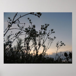 Póster Sunset field of wild flowers