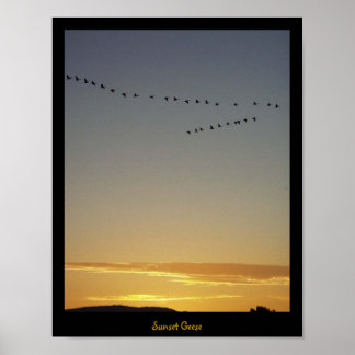 Poster Sunset Geese