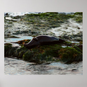 Poster Sunset Lit Harbor Seal II em San Diego
