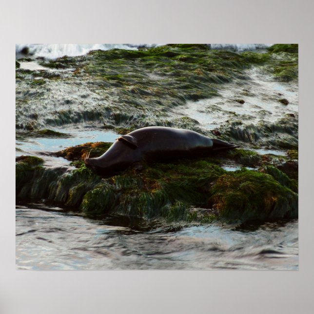 Poster Sunset Lit Harbor Seal II em San Diego (Frente)