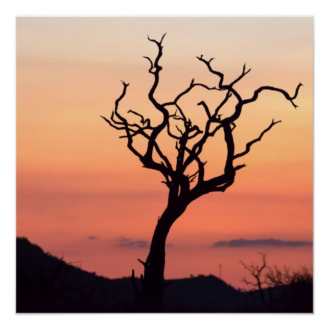 Póster Sunset sobre Madikwe (Frente)