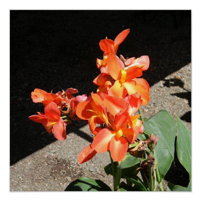 Póster Sunshine Love... (Frente)