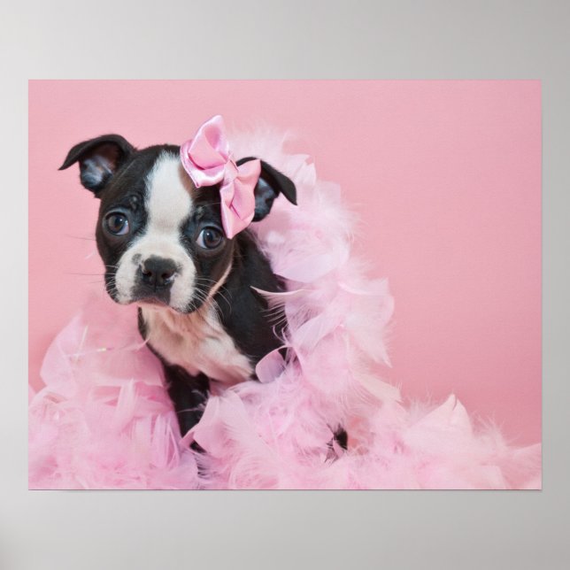 Poster Super Bonita Boston Terrier Puppy Vestindo Uma Boa (Frente)