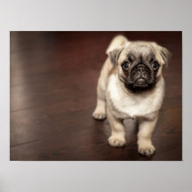 Super Bonito Pug