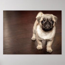 Poster Super Bonito Pug