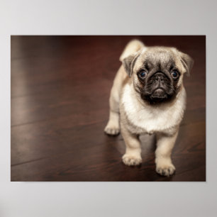 Poster Super Bonito Pug