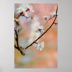 Poster Super Flores Apricot Japonesas