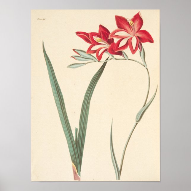 Poster Superb Corn-Flag (Frente)