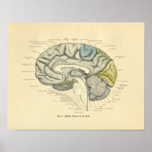 Poster Superfície anatômica do número médio do céreb