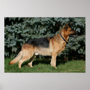 Póster Suporte da mostra do german shepherd