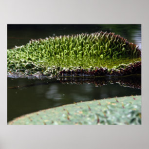 Póster Suporte em crescimento