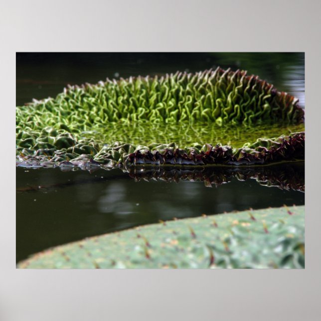 Póster Suporte em crescimento (Frente)