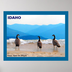 Poster Surf! - Gansos