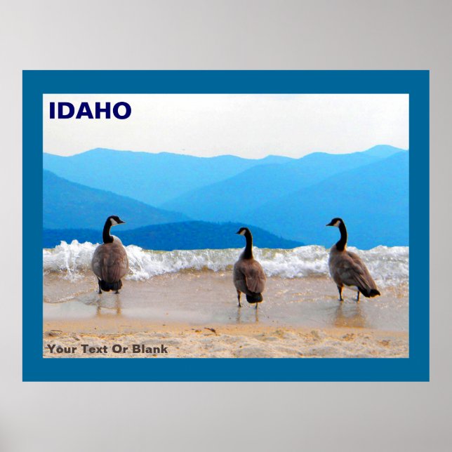 Poster Surf! - Gansos (Frente)