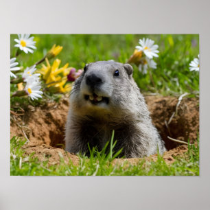 Poster Surge um Groundhog Sorridente