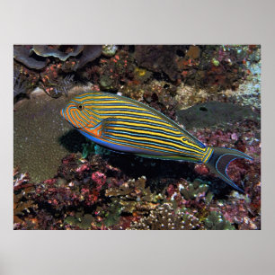Poster Surgeonfish listrado