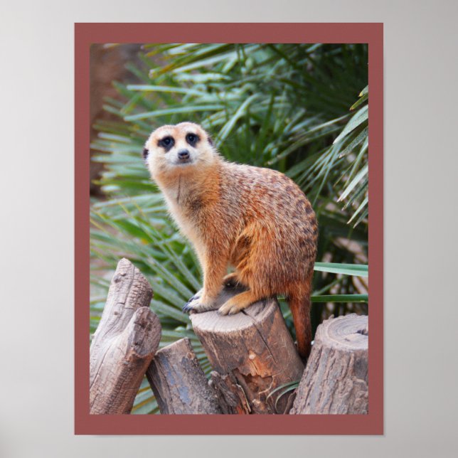 Poster Suricata (Frente)