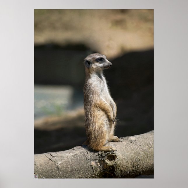 Póster Suricata (Frente)
