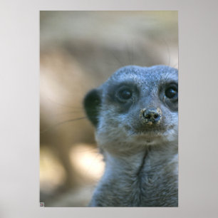 Póster Suricata engraçada