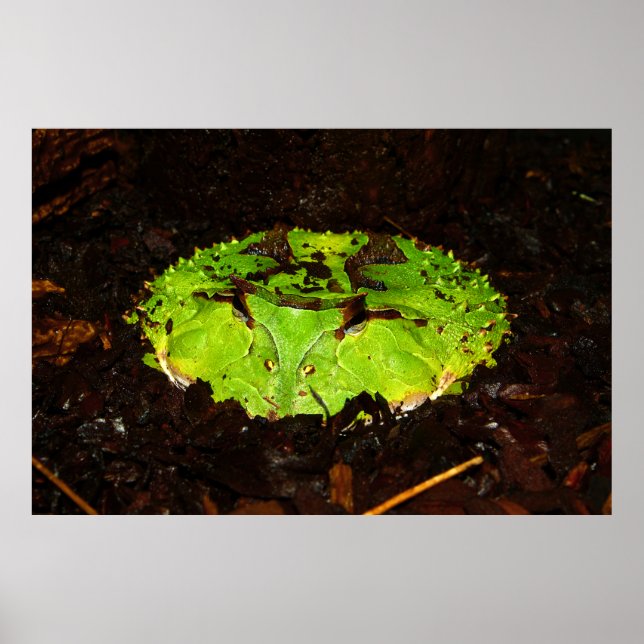 Póster Surinam Hormona Ceratophrys Cornuta (Frente)