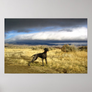 Poster Surpresa azul de Weimaraner