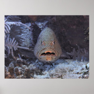 Poster Surprised Grouper