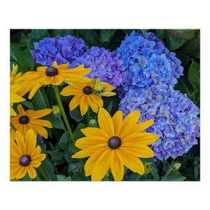 Póster Susa de Olhos Pretos e Hortênsia Azul Floral
