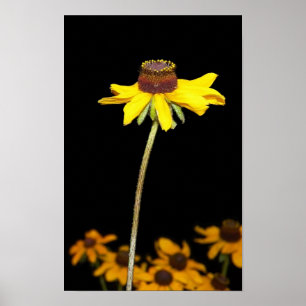 Póster Susan de olhos pretos no fundo preto