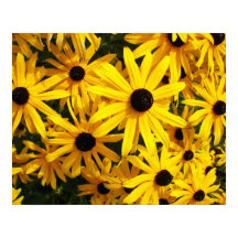 Susans Florais Olho Preto Amarelo