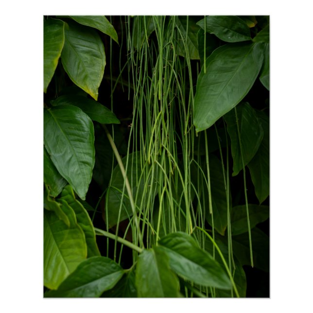 Póster Suspended Nature (Frente)