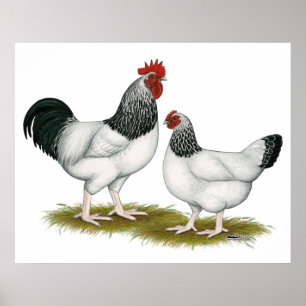 Póster Sussex:  Pares claros