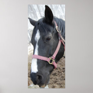 Póster Sussurro de Cavalo