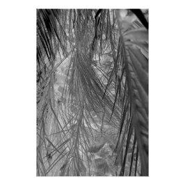 Póster Sussurros Dos Trópicos