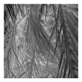 Póster Sussurros Dos Trópicos