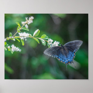 Poster Swallowtail